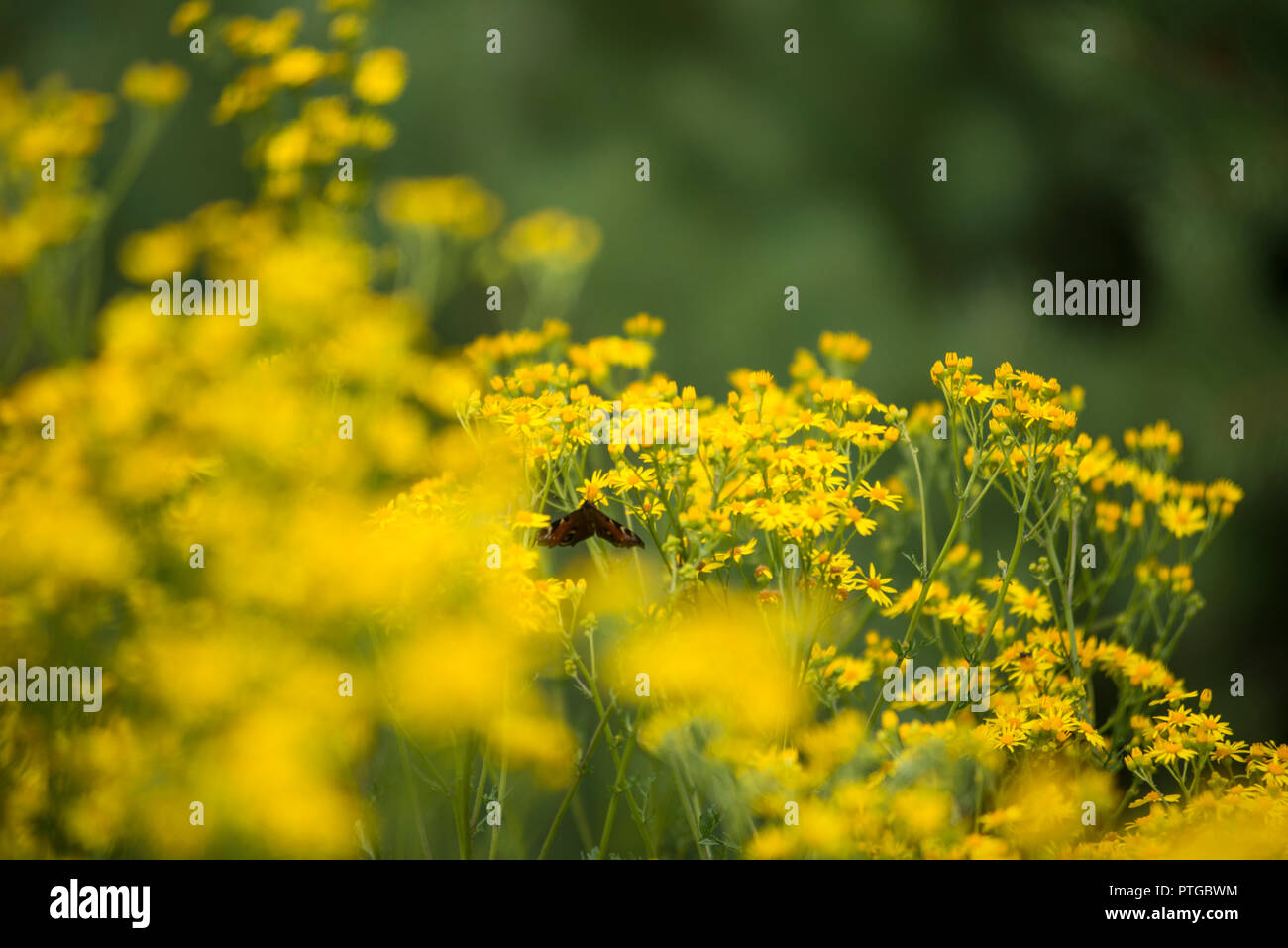 Schönheit in der Natur Stockfoto