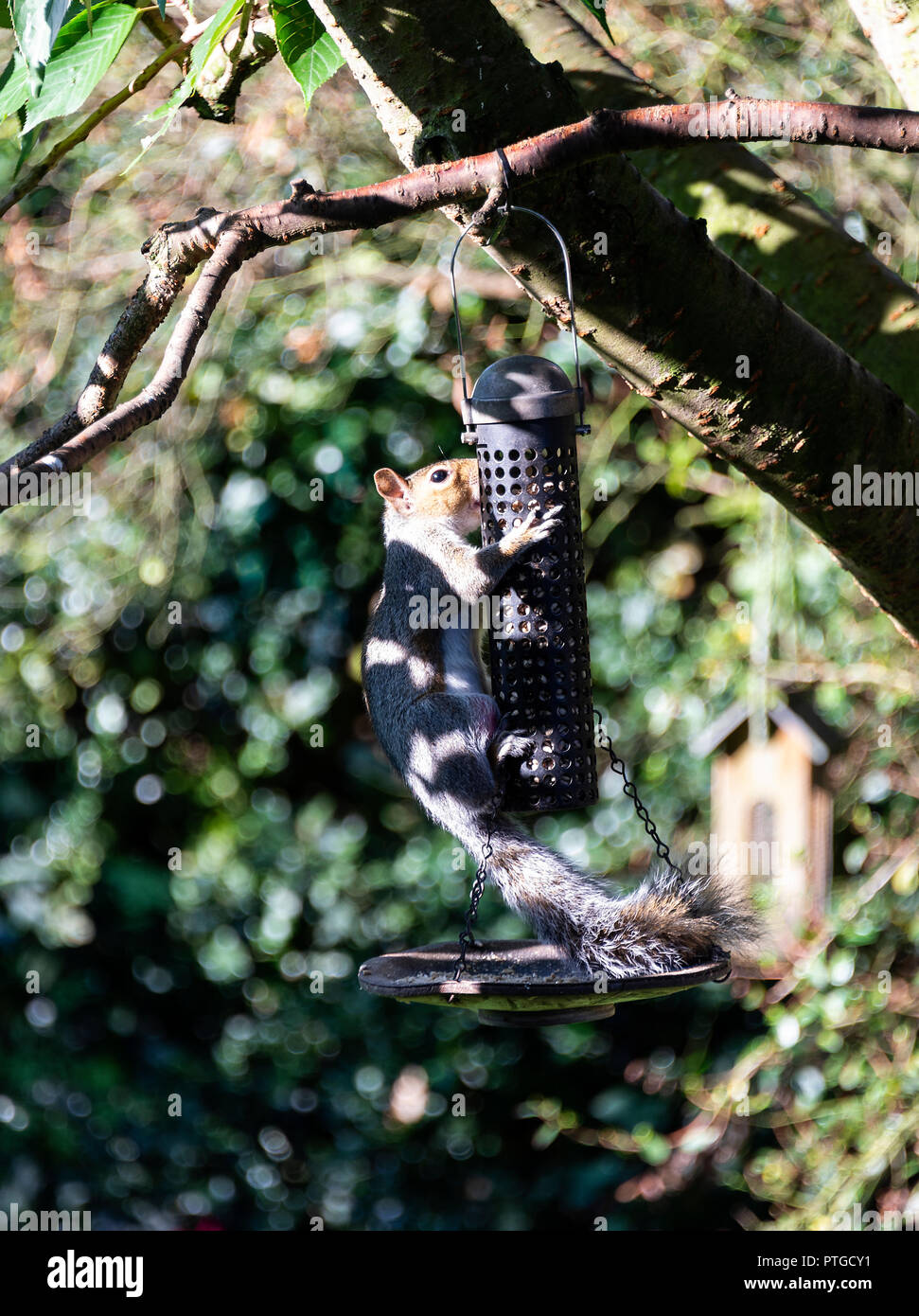 Graue Eichhörnchen klammerte sich an eine Vogelzufuhr Essen Sonnenblume Herz hängt an einem Kirschbaum in einem Garten in Alsager Cheshire England Vereinigtes Königreich Großbritannien Stockfoto