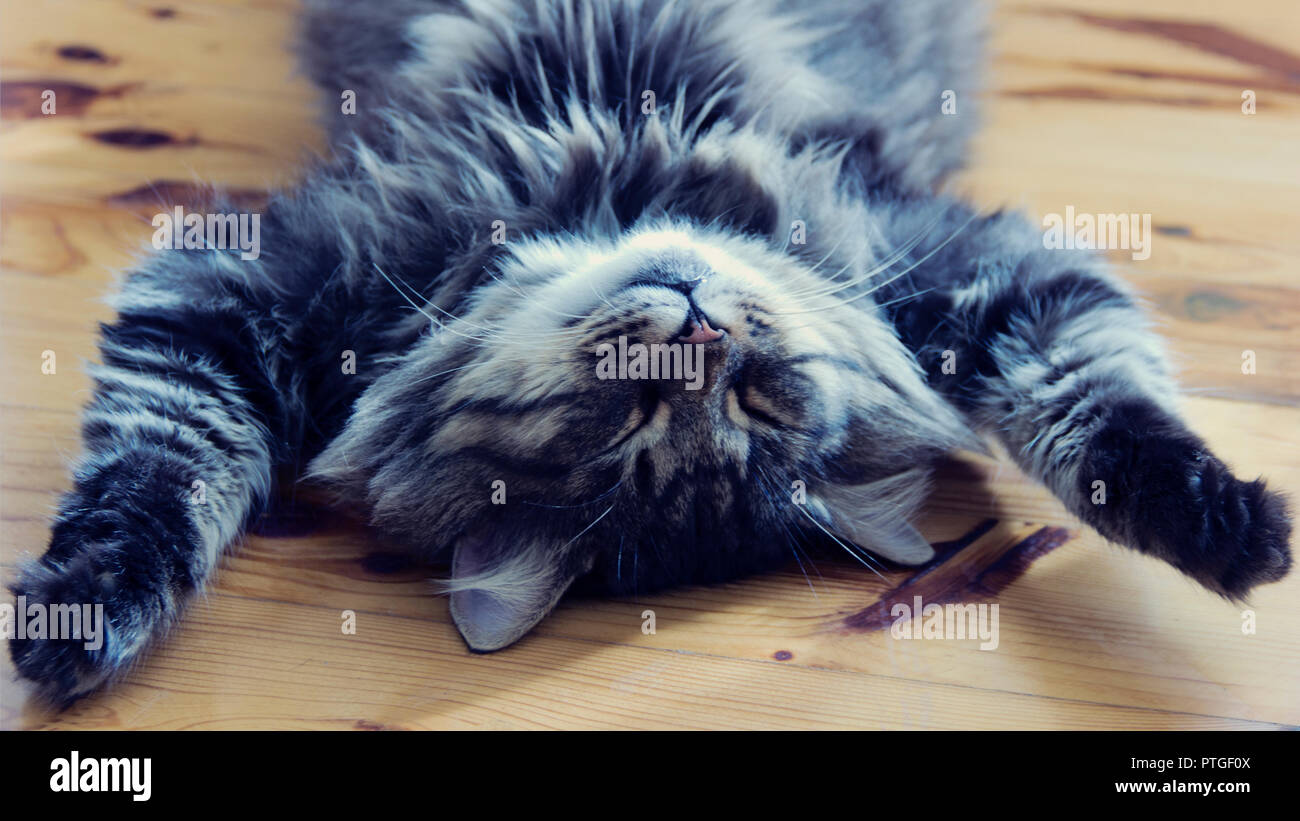 Schlafen große Katze. Foto. Traum. Entspannen. Porträt. Stockfoto