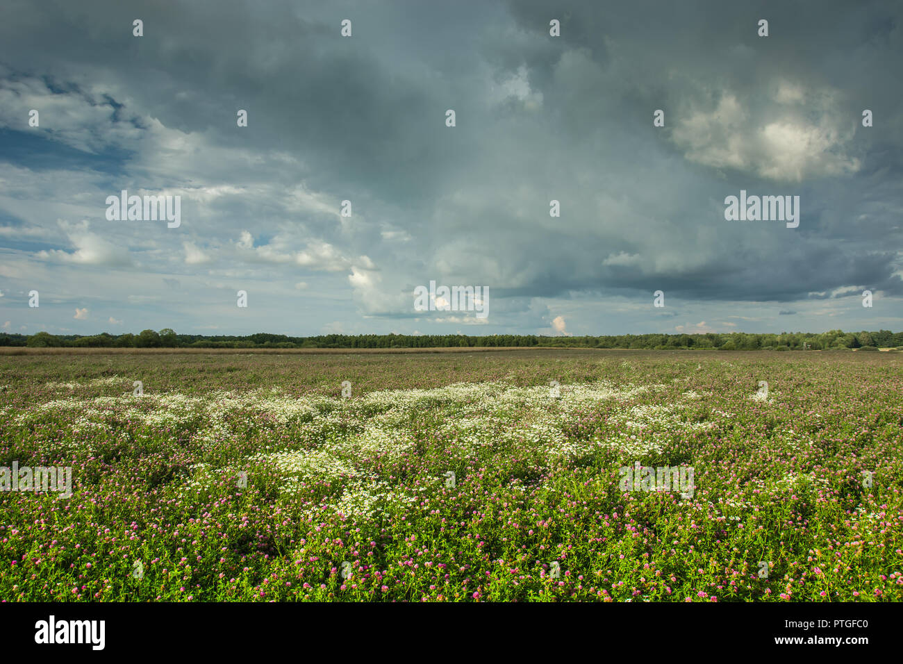 Das große Feld der grünen Klee und regnerischen Wolken im Himmel Stockfoto