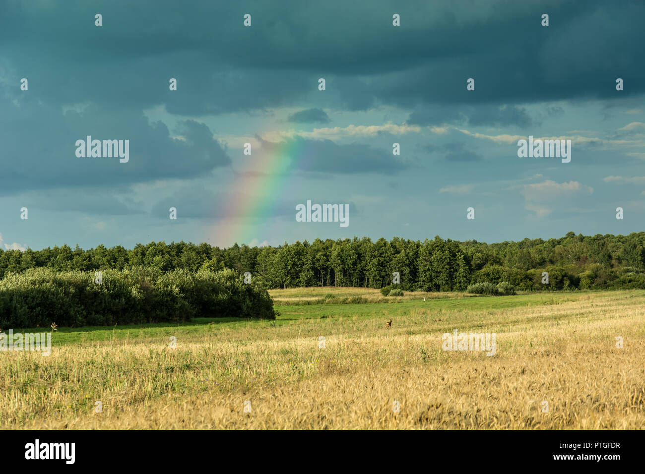 Wald hinter einem Feld von Getreide, Regenbogen und Wolken im Himmel Stockfoto