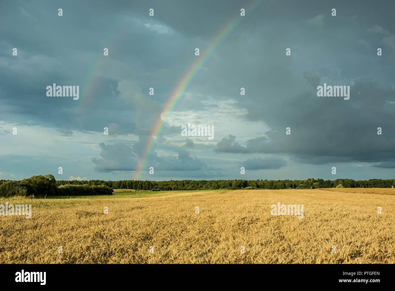 Großes Feld, die Bäume am Horizont, Regenbogen und dunkle Wolken im Himmel Stockfoto