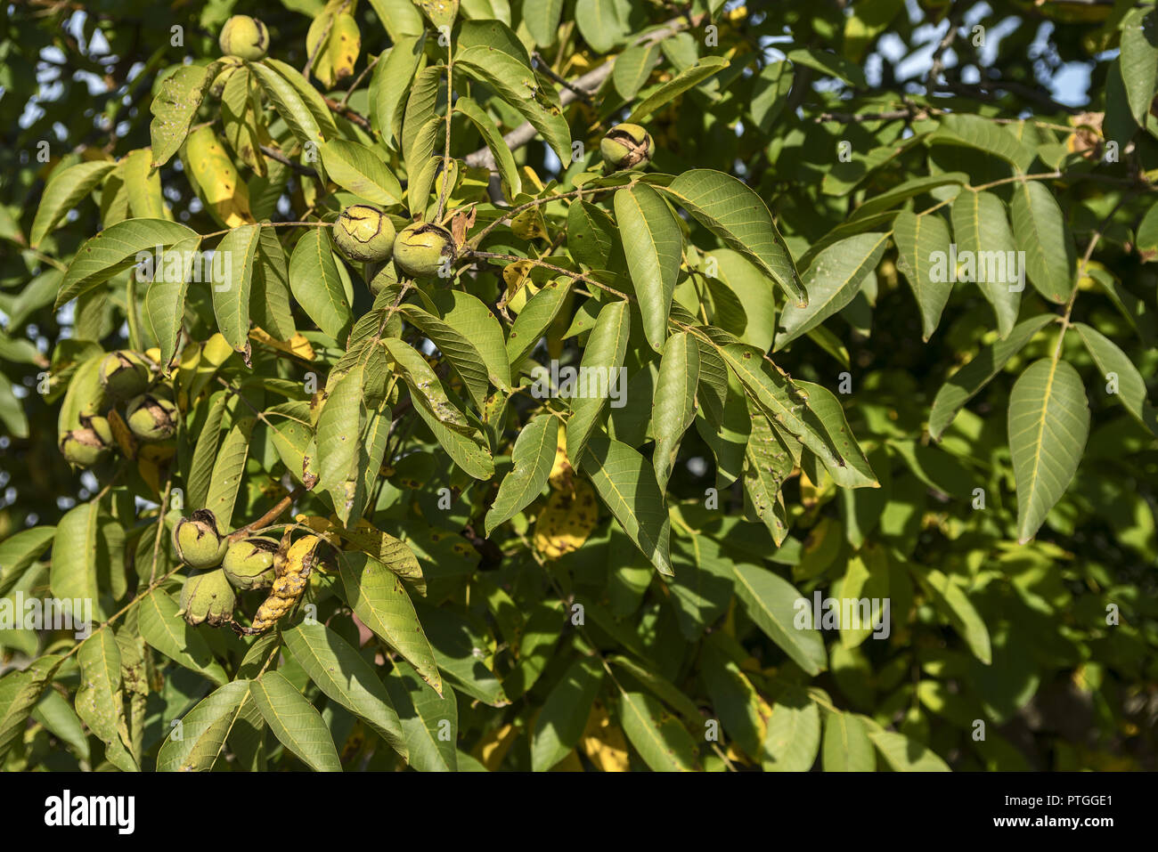 Risse Nussbaum Früchte auf die Niederlassung in der Nähe gezeigt wird. Juglans regia, die persische Walnuss, Englisch Nussbaum, Tscherkessischen Nussbaum. Pękające owoce orzecha. Stockfoto