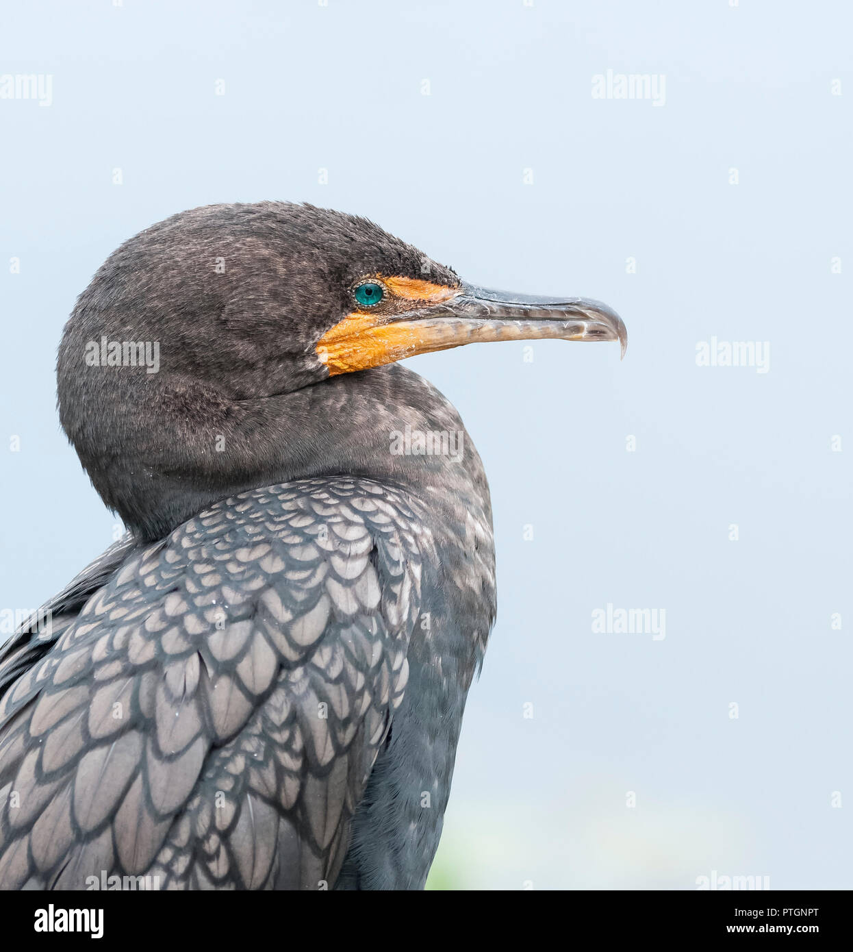 Doppel Kormorane In Den Everglades National Park Stockfotografie Alamy