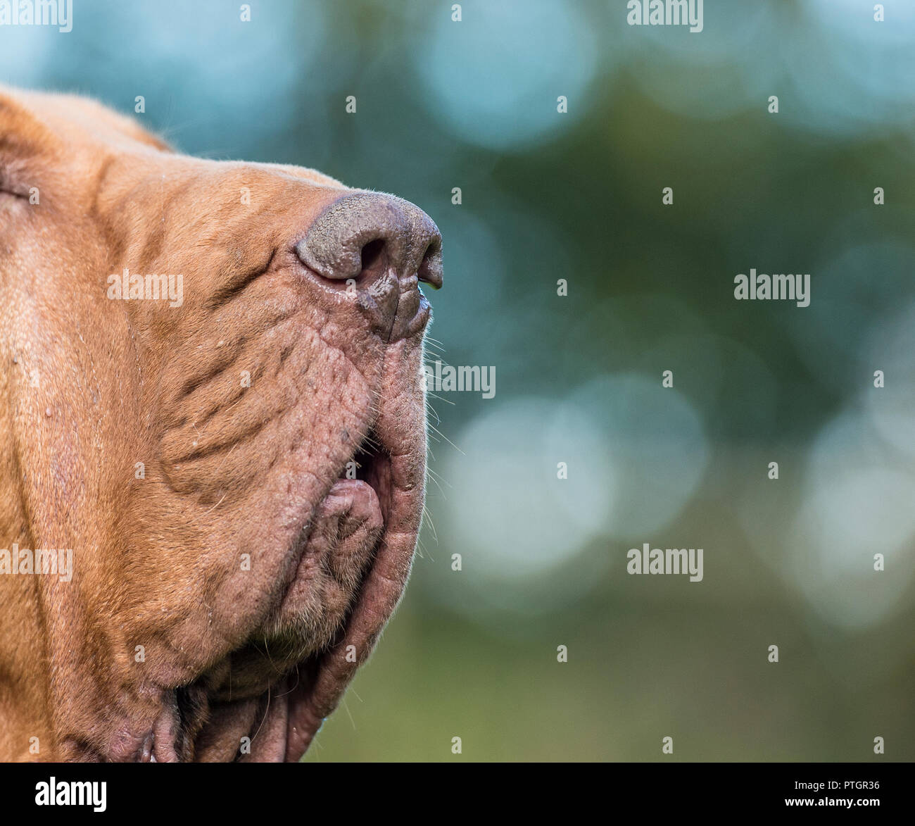 Bluthunde Nase Stockfoto