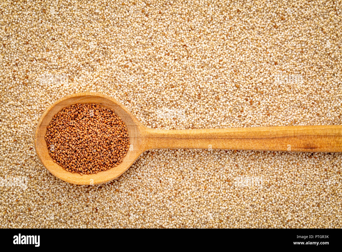 Glutenfreie braun teff Korn auf einem Kochlöffel gegen den Hintergrund von Elfenbein Teff - wichtige Nahrungsmittel Getreide in Äthiopien und Eritrea Stockfoto
