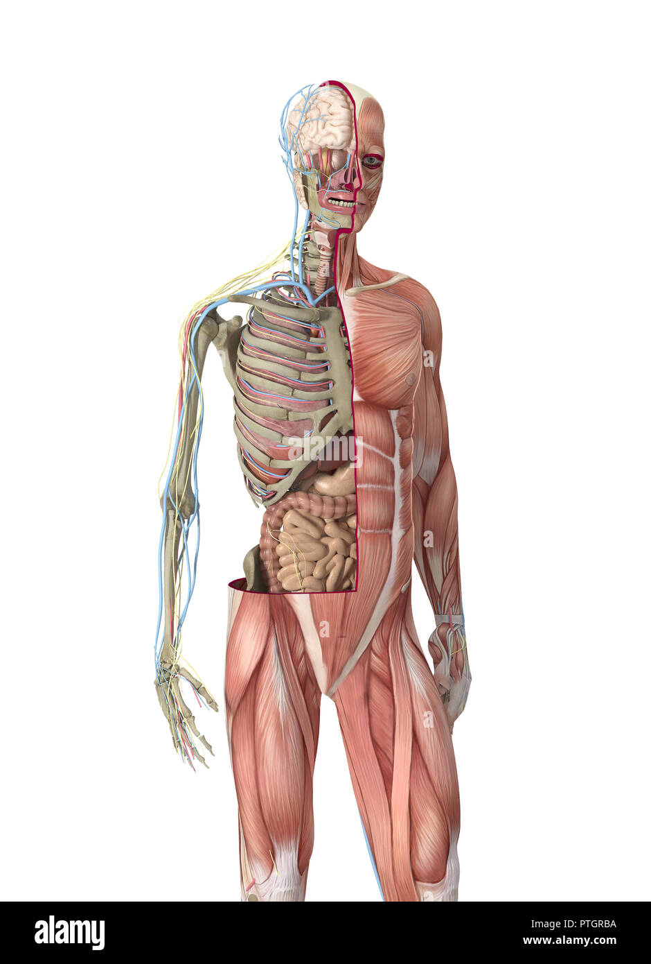 Des körper mannes im organe Anatomie Mensch