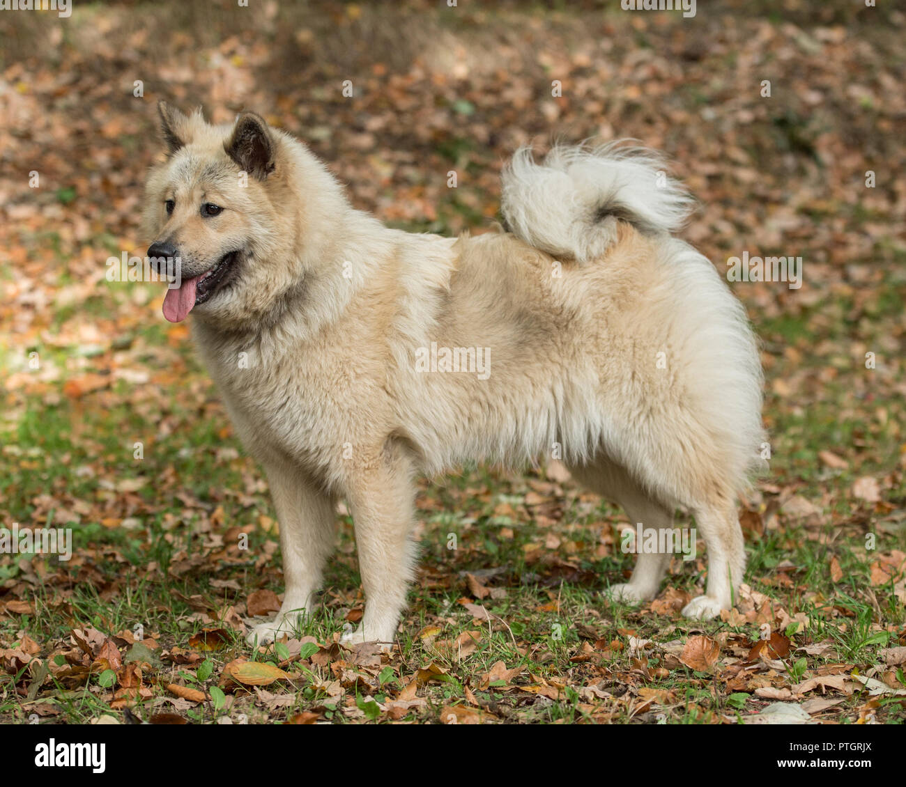 Eurasier Hund Stockfoto