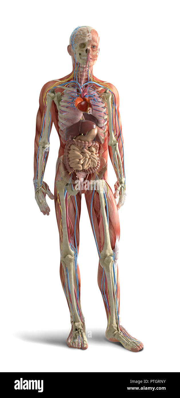 Digitale Illustration der menschliche Körper Anatomie Stockfoto