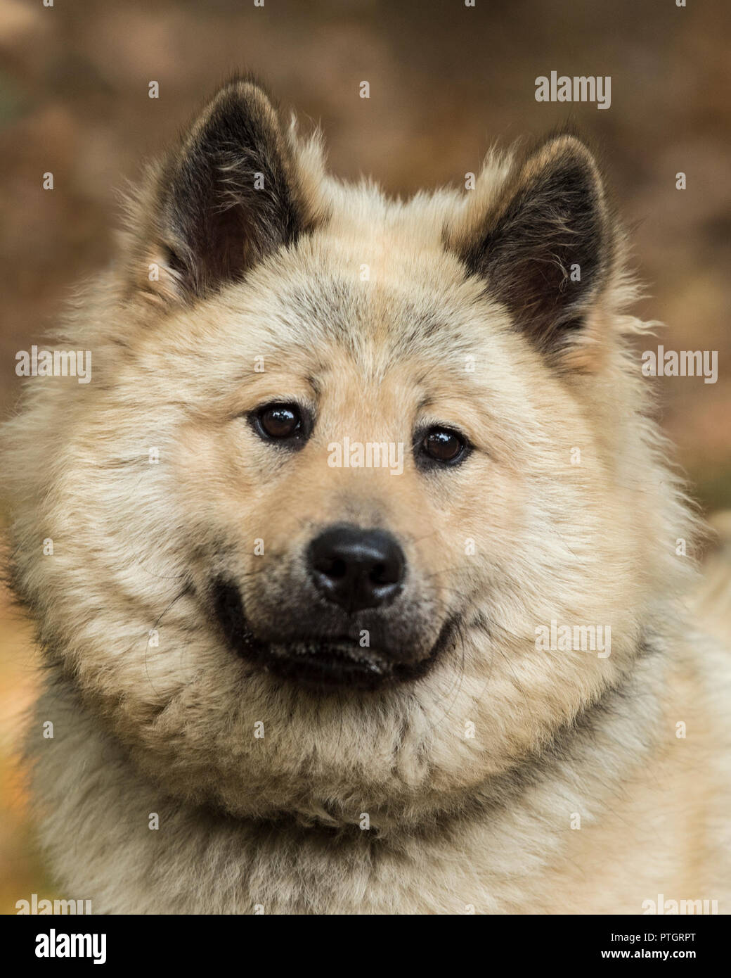 Eurasier Hund Stockfoto