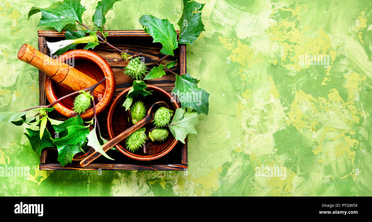 Stechapfel-betrieb, Dope, stramonium oder Thorn - Apple. Kräutermedizin Stockfoto