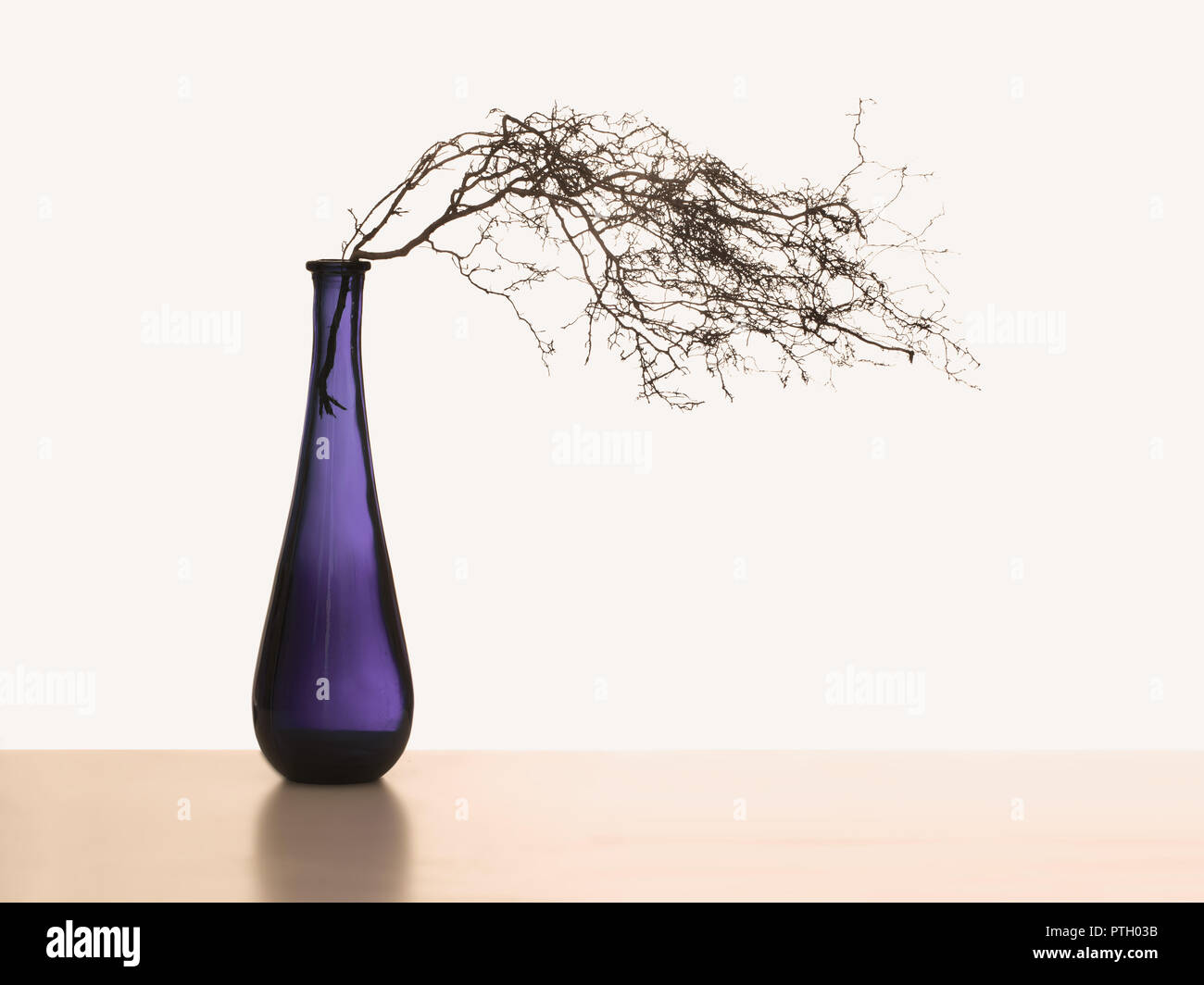 Windswept Stillleben mit Copyspace. Zweige und lila, violett Vase mit weißem hinter sich. Stockfoto