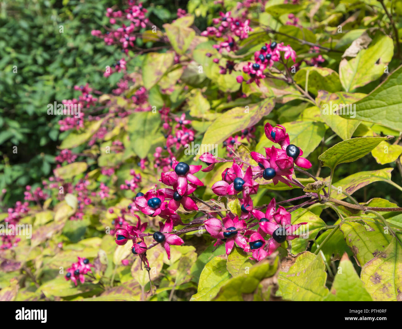 Lila Herbst Lila Beeren Stockfotos Und Bilder Kaufen Alamy