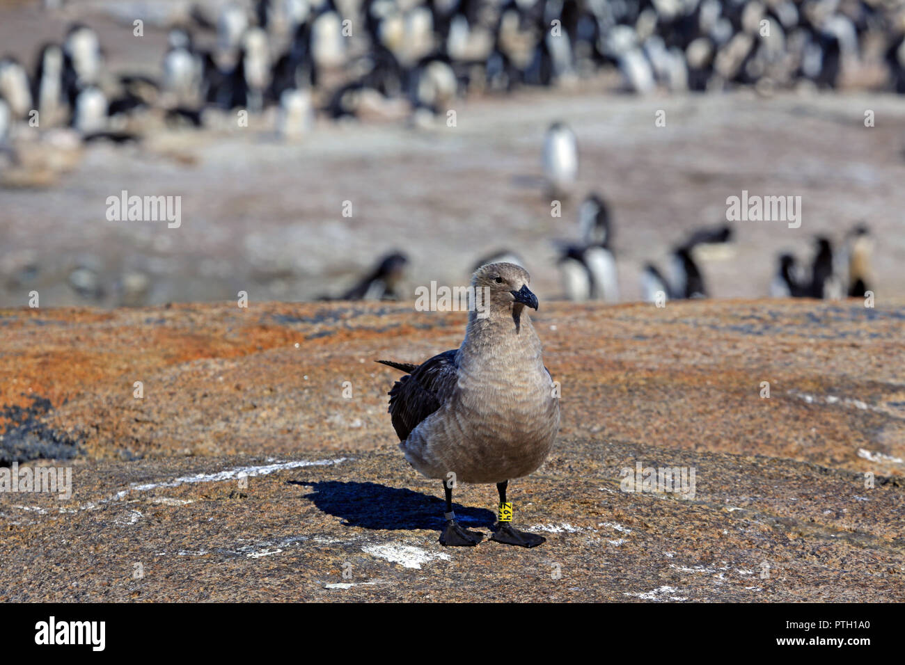 South Polar skua (Eulen maccormicki). Sonnigen Tag. Close-up. Stockfoto