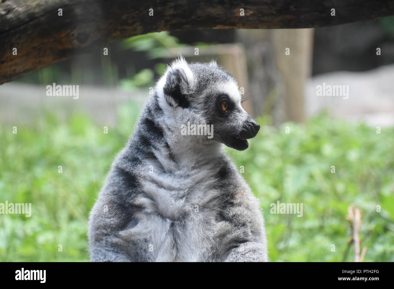 Das ist ein Bild, das ich von einem Lemur auf der Detroit Zoo gefangen. Es war eigentlich durch Glas eingefangen, aber es wird nicht angezeigt, die Unschärfe zu werden. Stockfoto