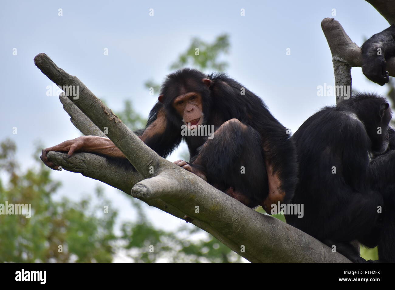 Das ist ein Bild, das ich von einem Schimpansen im Zoo von Detroit erfasst. Stockfoto