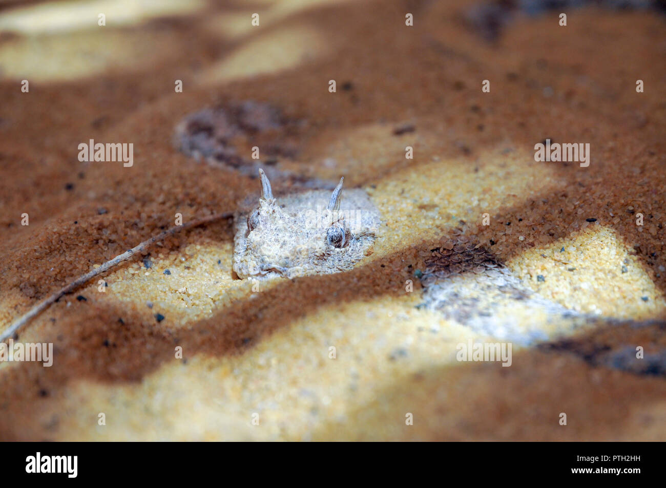 Cerastes cerastes gemeinsamen Namen: Saharan horned Viper, Horned desert Viper oder einfach horned Viper in Sand bedeckt Stockfoto