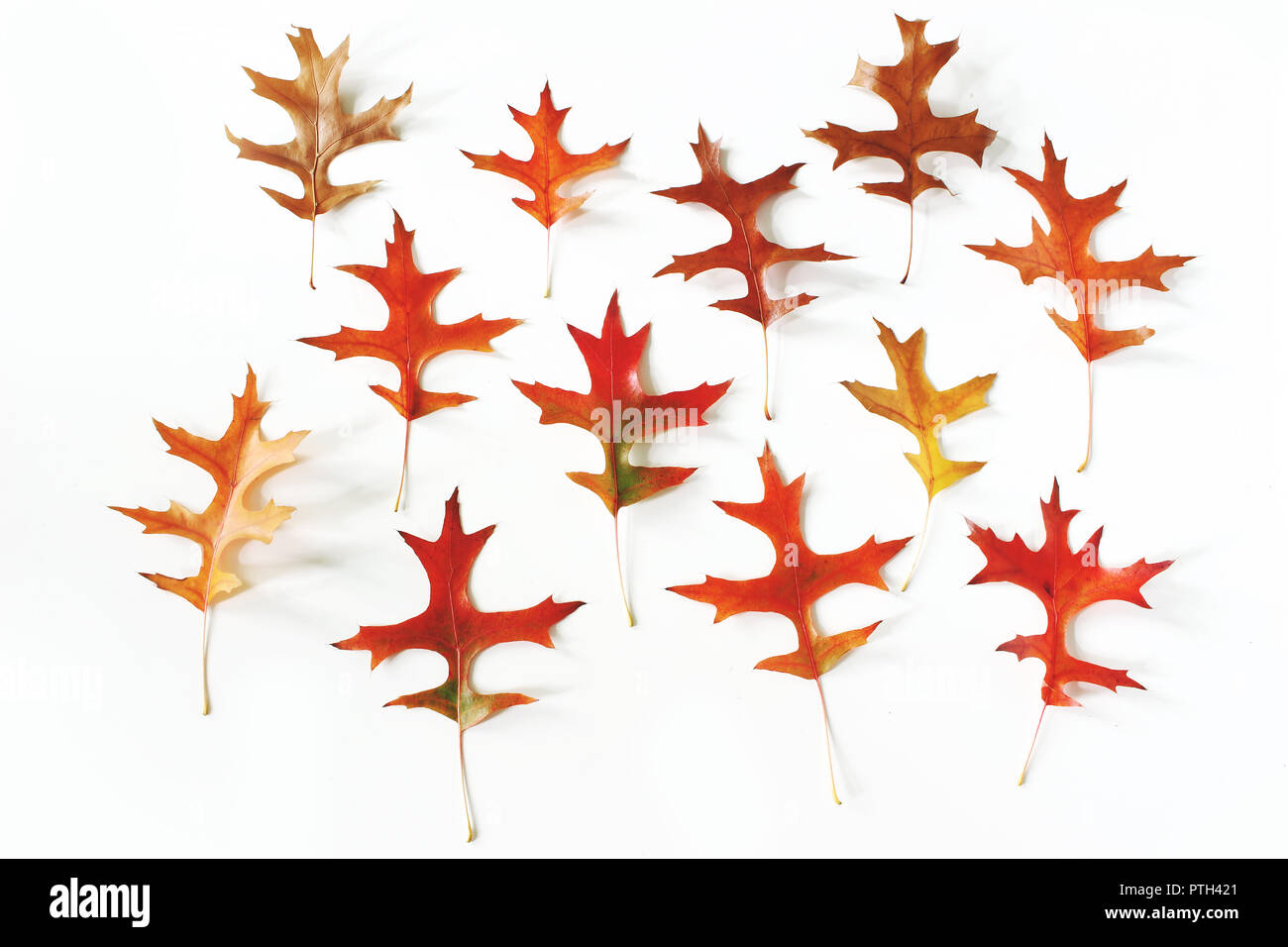 Bunte Eichenblätter Muster auf weißem Hintergrund. Moderne Herbst gestaltete Komposition. Herbst Design, Thanksgiving Konzept. Flach, Ansicht von oben. Stockfoto