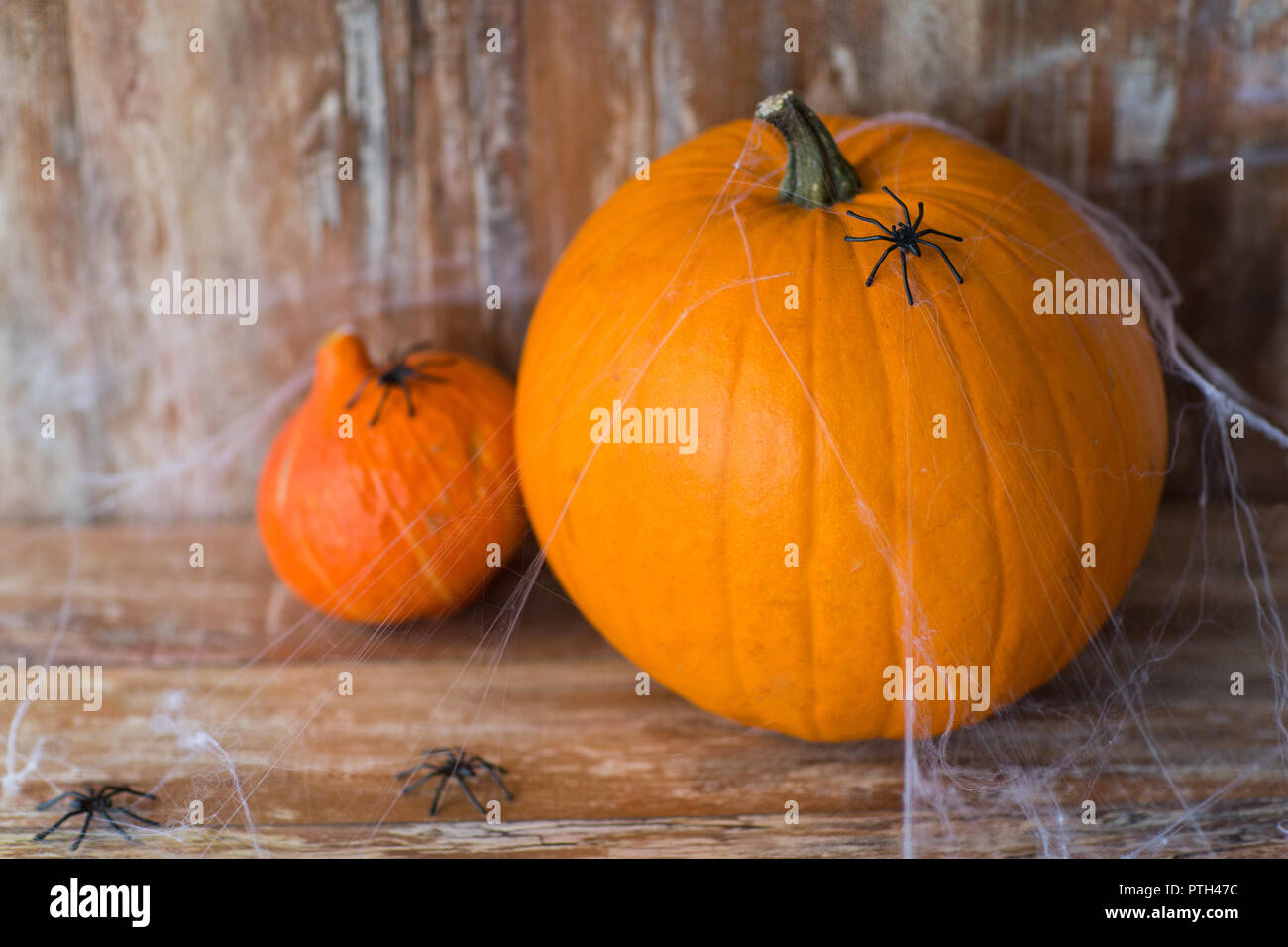 Halloween Kürbisse mit Spinnen und cobweb Stockfoto