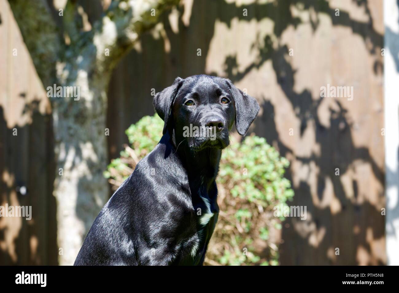 Schwarze Labrador Welpen Stockfoto