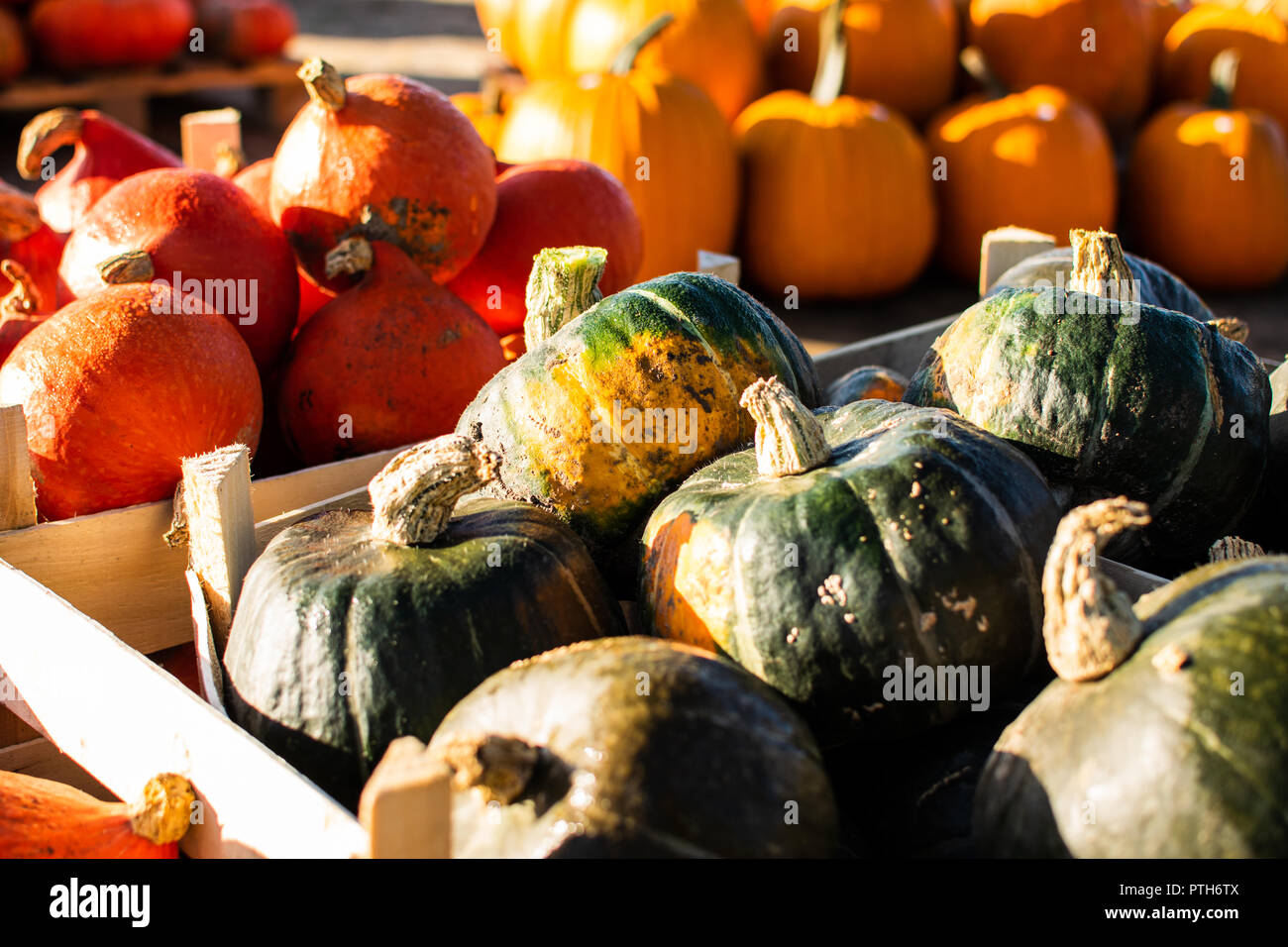 Kürbis im Herbst Sonne Stockfoto