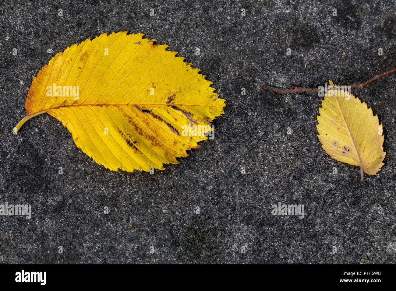 Herbst Farben - makroaufnahme von gelben Blatt Stockfoto