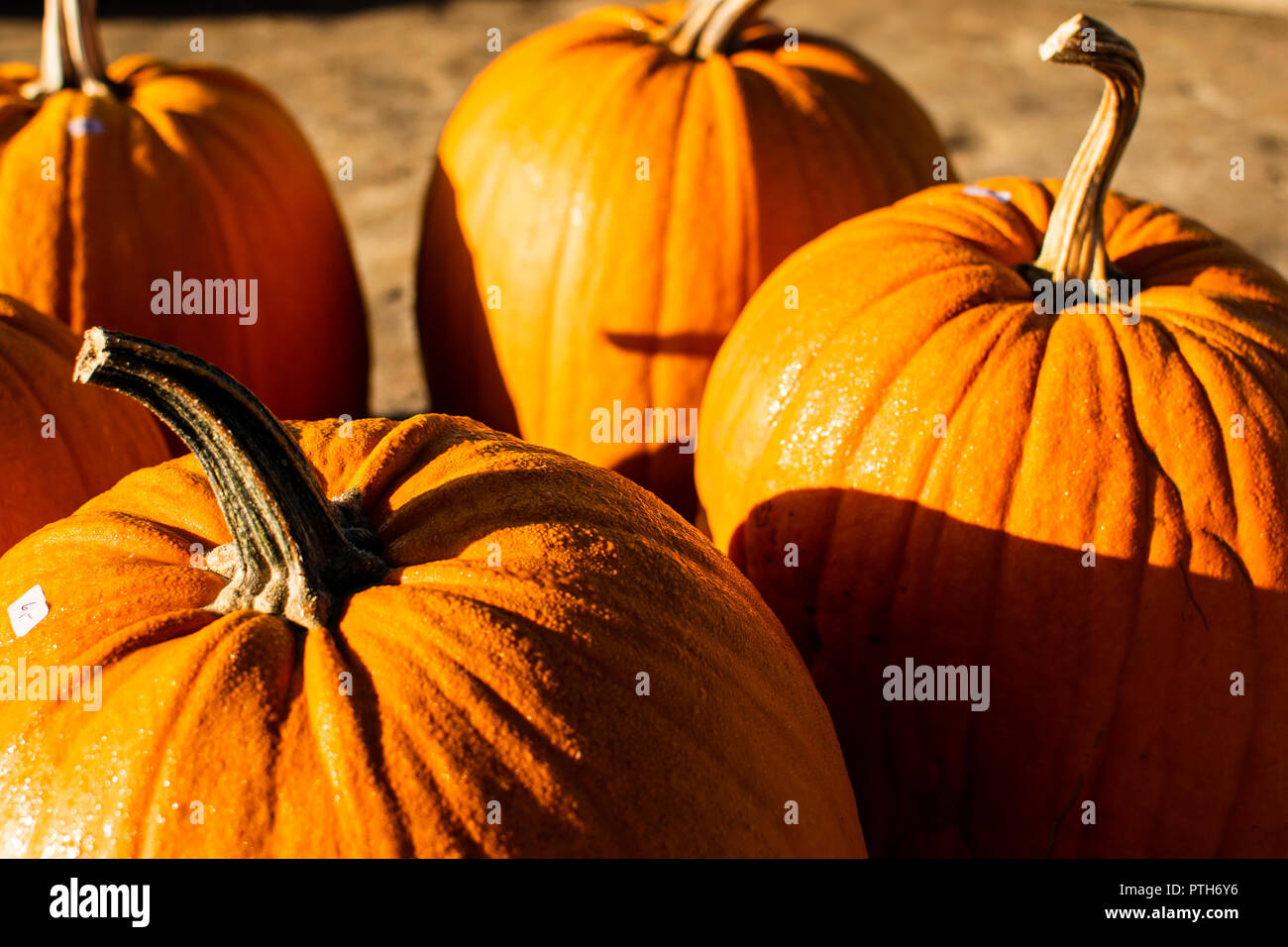 Kürbis im Herbst Sonne Stockfoto