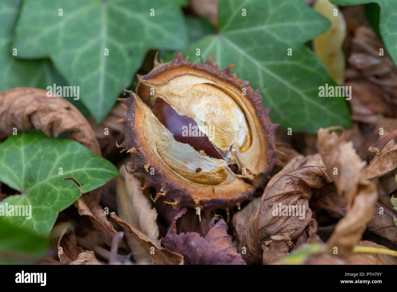 Rosskastanie Aesculus hippocastanum Samen und gemeinsamen Efeu Blätter Stockfoto