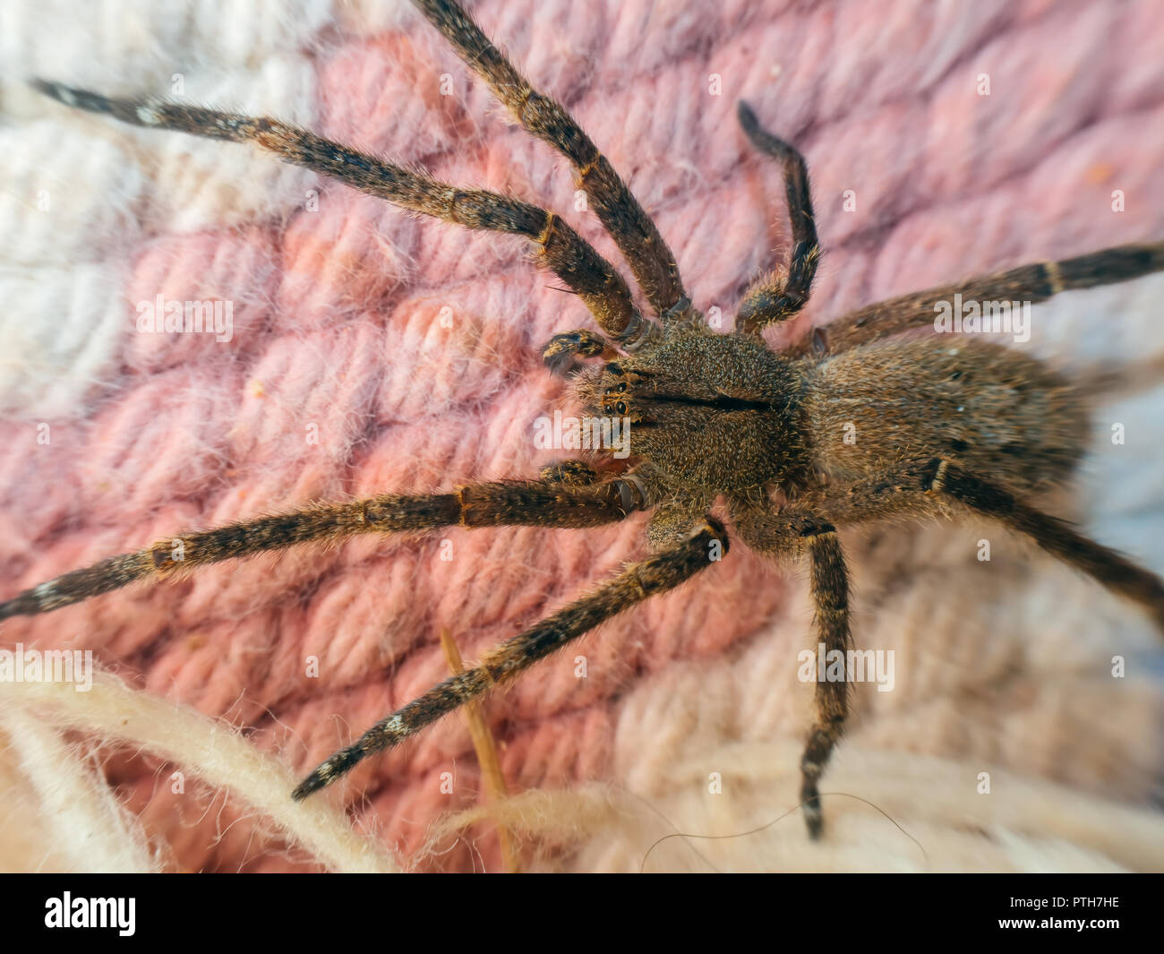 Phoneutria (brasilianische wandering Spinne, armadeira) Ansicht von oben über der Kleidung, das Bett decken. Giftige Spinne aus Brasilien. Stockfoto
