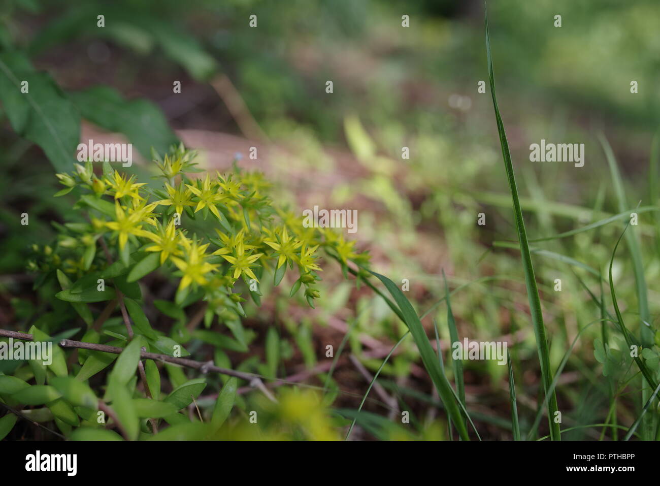 Sedum sarmentosum, bekannt als stringy Moss mauerpfeffer Mauerpfeffer, Gold und auf dem Friedhof Moss. Stockfoto