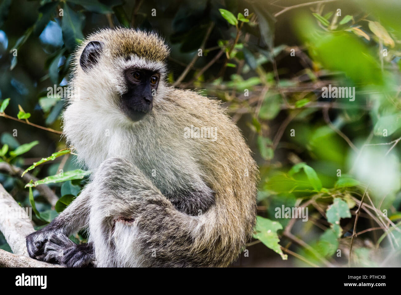 Meerkatze, Masai Mara National Reserve, Kenia Stockfoto