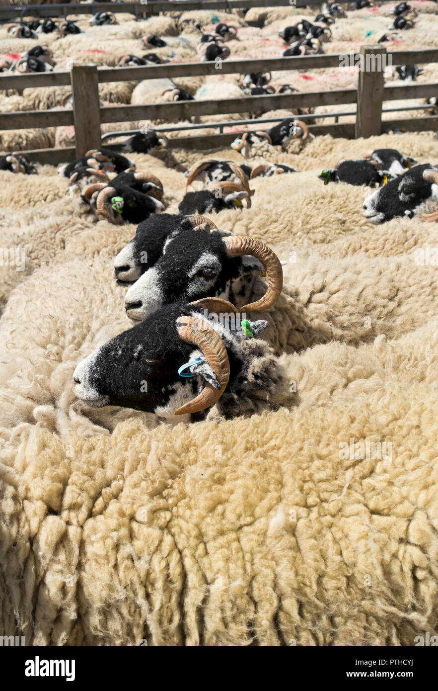 Swaledale Schafe Nutztiere warten auf Scheren im Sommer Harrogate North Yorkshire England Vereinigtes Königreich Großbritannien Großbritannien Großbritannien Großbritannien Großbritannien Großbritannien Stockfoto