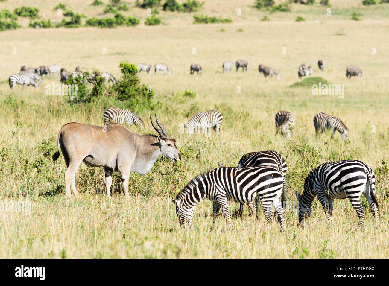 Gemeinsame Eland und eine Herde Zebras, Masai Mara National Reserve, Kenia Stockfoto