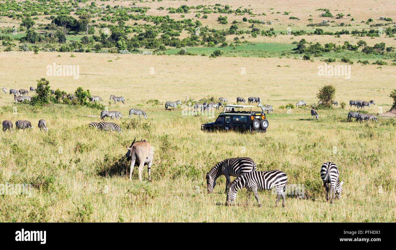 Touristische Jeep neben eine Herde Zebras und Elenantilopen, Masai Mara National Reserve, Kenia Stockfoto