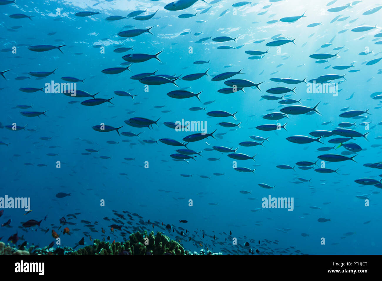 Schule der tropischen Fische schwimmen unter Wasser in Blue Ocean, Vava'u, Tonga, Pazifik Stockfoto