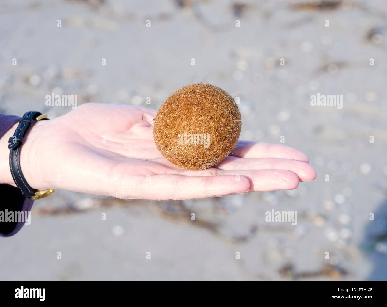 Posidonia oceanica Fotos und Bildmaterial in hoher Auflösung Alamy