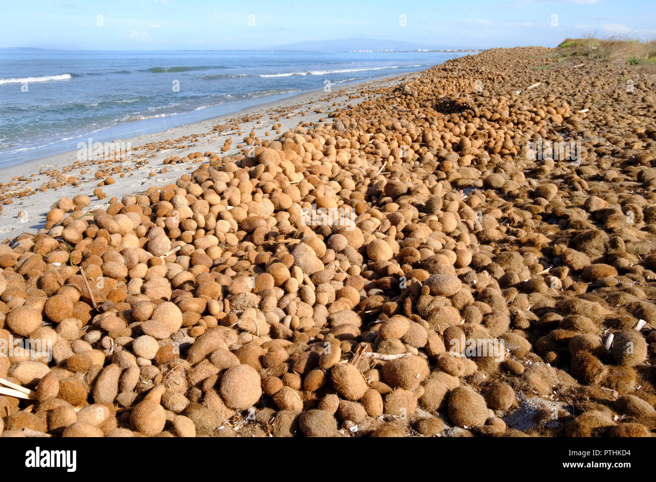 Meer Bälle auf einem Strand von Posidonia oceanica, Neptun Gras mediterrane Tapeweed faseriges Material (egagropili), in der Nähe von Oristano, Sardinien, Italien Stockfoto