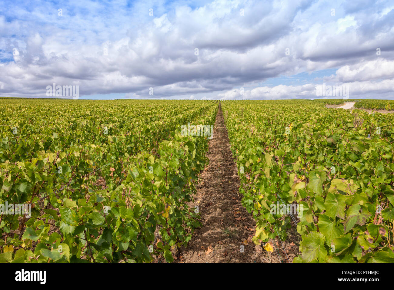 Weinberg zu Villers-Marmery, Champagne, Frankreich Stockfoto