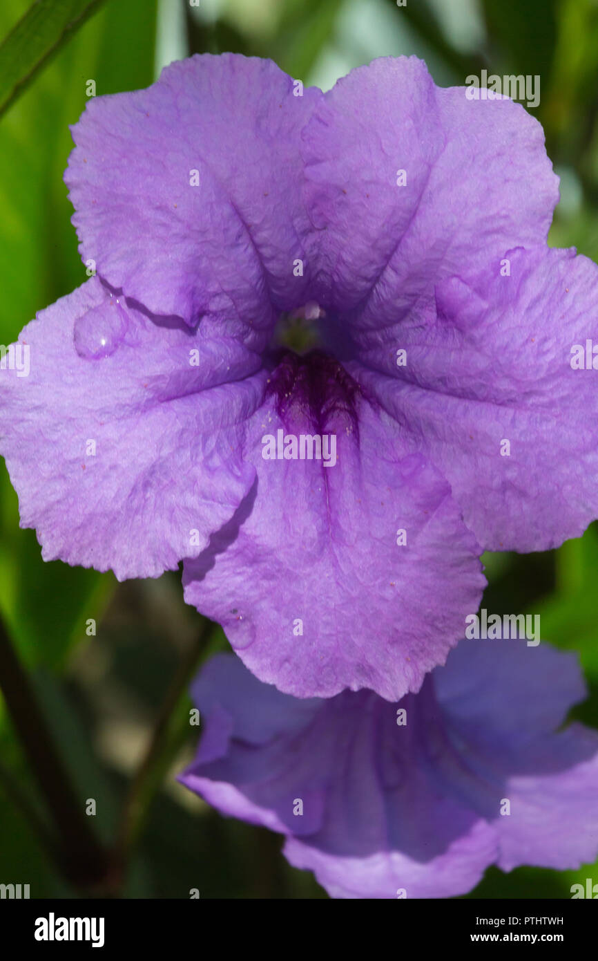 Drei zarten lila Feld Blume auf einem weißen Hintergrund. Stockfoto