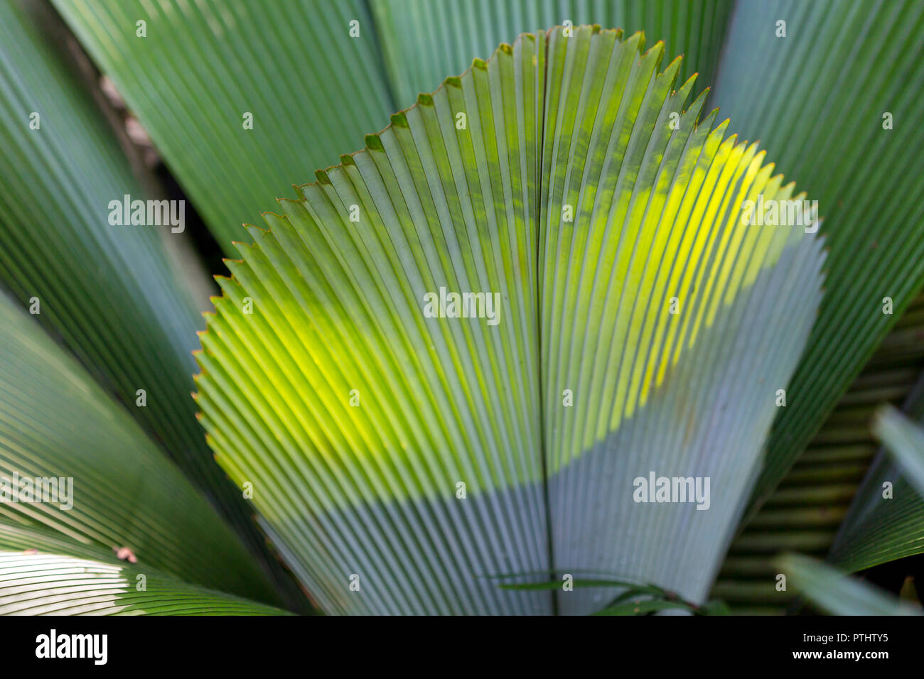 Nahaufnahme der Haut Textur von Calathea majestica Blatt. Stockfoto