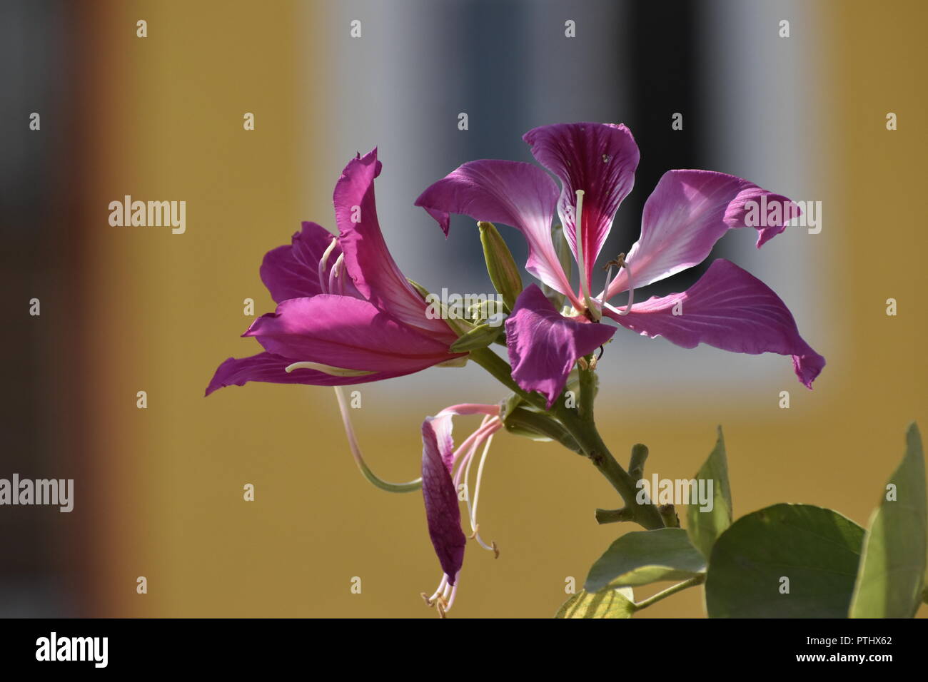 Blume mit gelben Hintergrund schließen Stockfoto