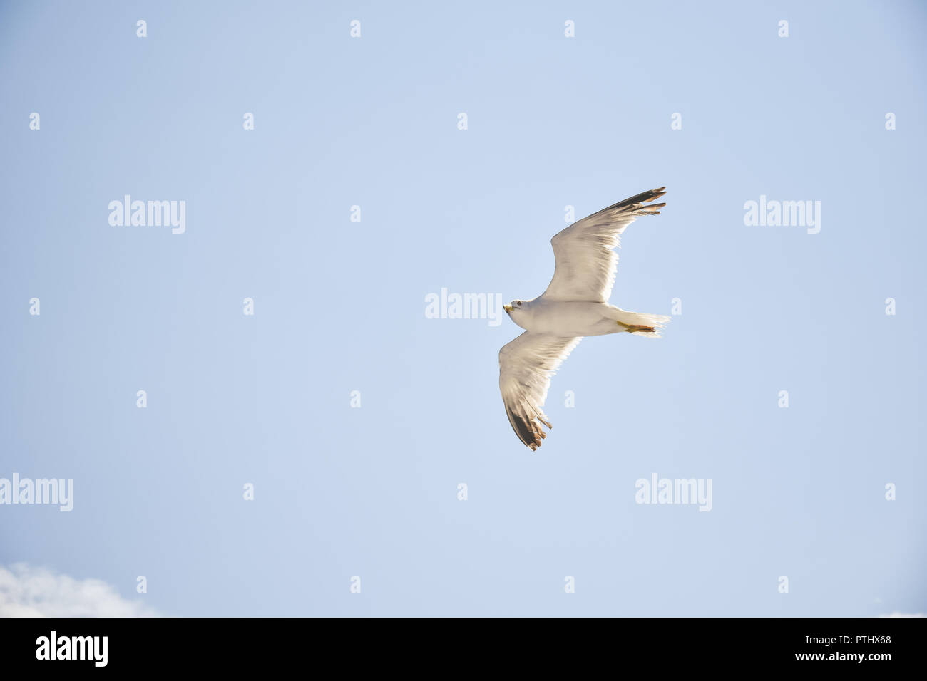 Eine fliegende Möwe auf dem blauen Himmel mit Wolken Stockfoto