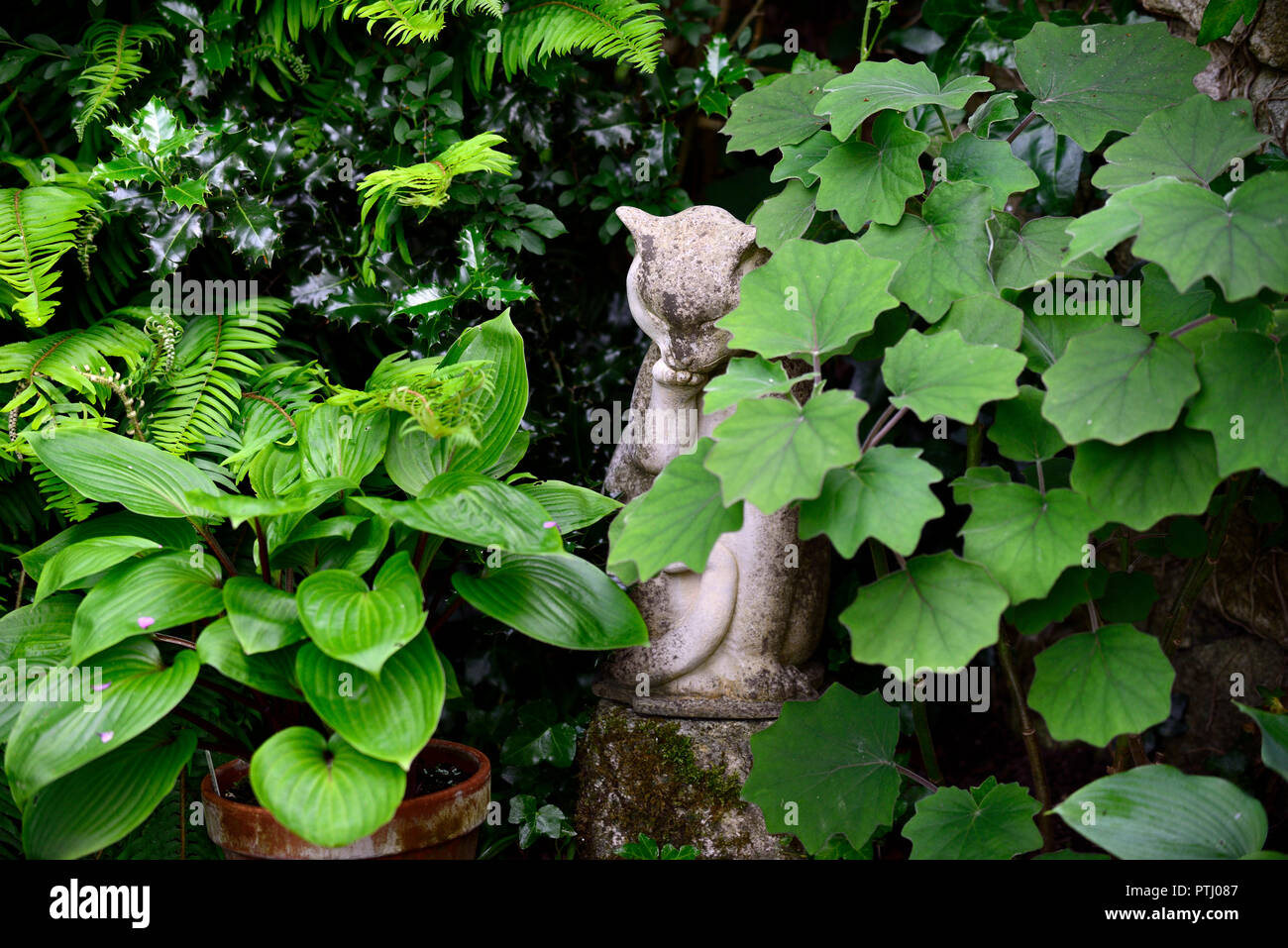 Katze, Statue, Ornament, Gartenfunktion, Schatten, schattig, schattig, Roldana Petasitis syn. Senecio Petasitis, RM floral Stockfoto