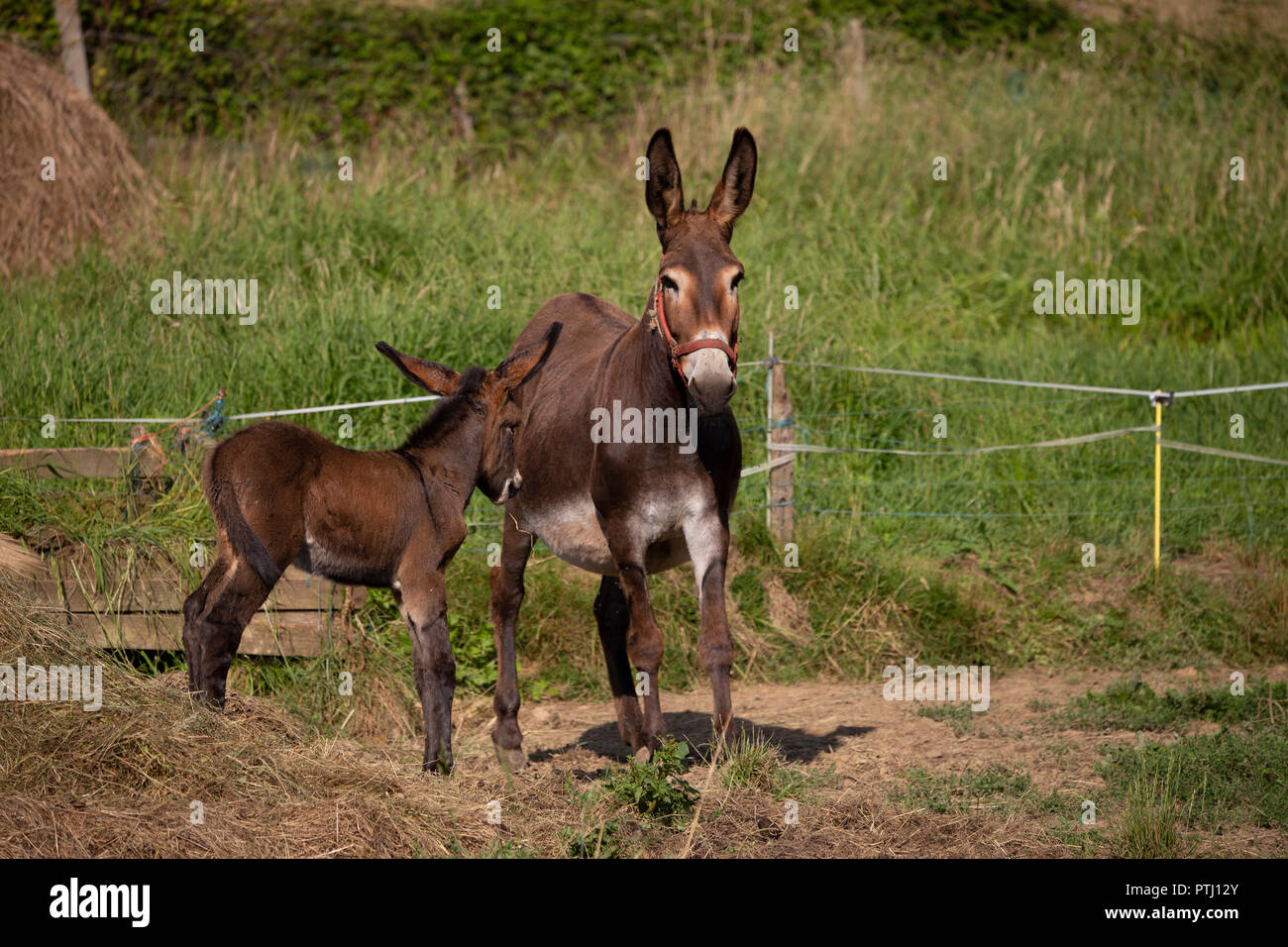 Esel Mama und Baby Stockfoto