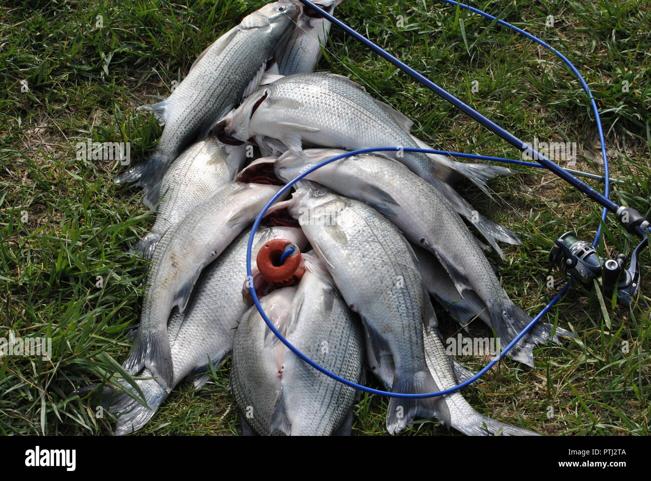 WHITE BASS GEFANGEN, WÄHREND DIE FEDER LÄUFT, in der Sandusky River. Stockfoto