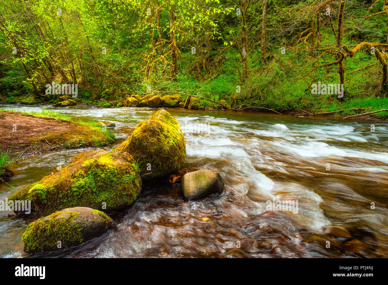 Scoggins Creek ist die primäre Quelle der Wasserversorgung für Hagg Lake. Stockfoto