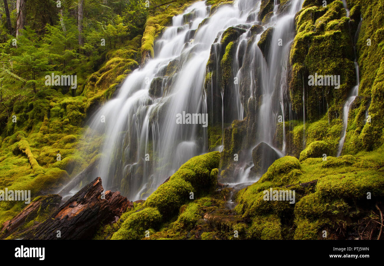 Obere Proxy fällt in Oregon mit bemoosten Felsen und Protokolle im Wald Stockfoto
