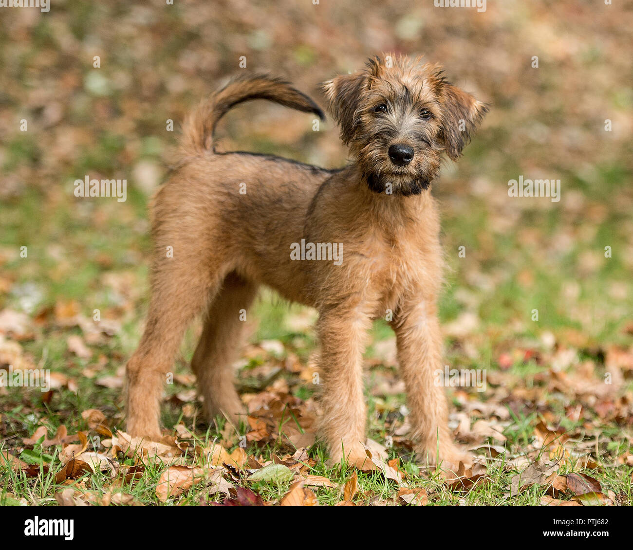 Irish Terrier Welpen Stockfoto