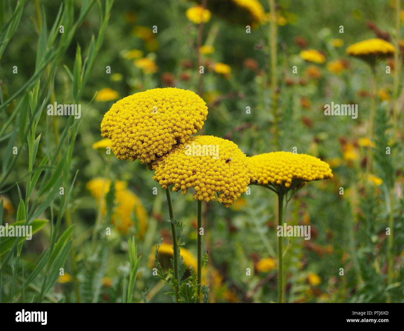Gelben Achillea, Schafgarbe Stockfoto
