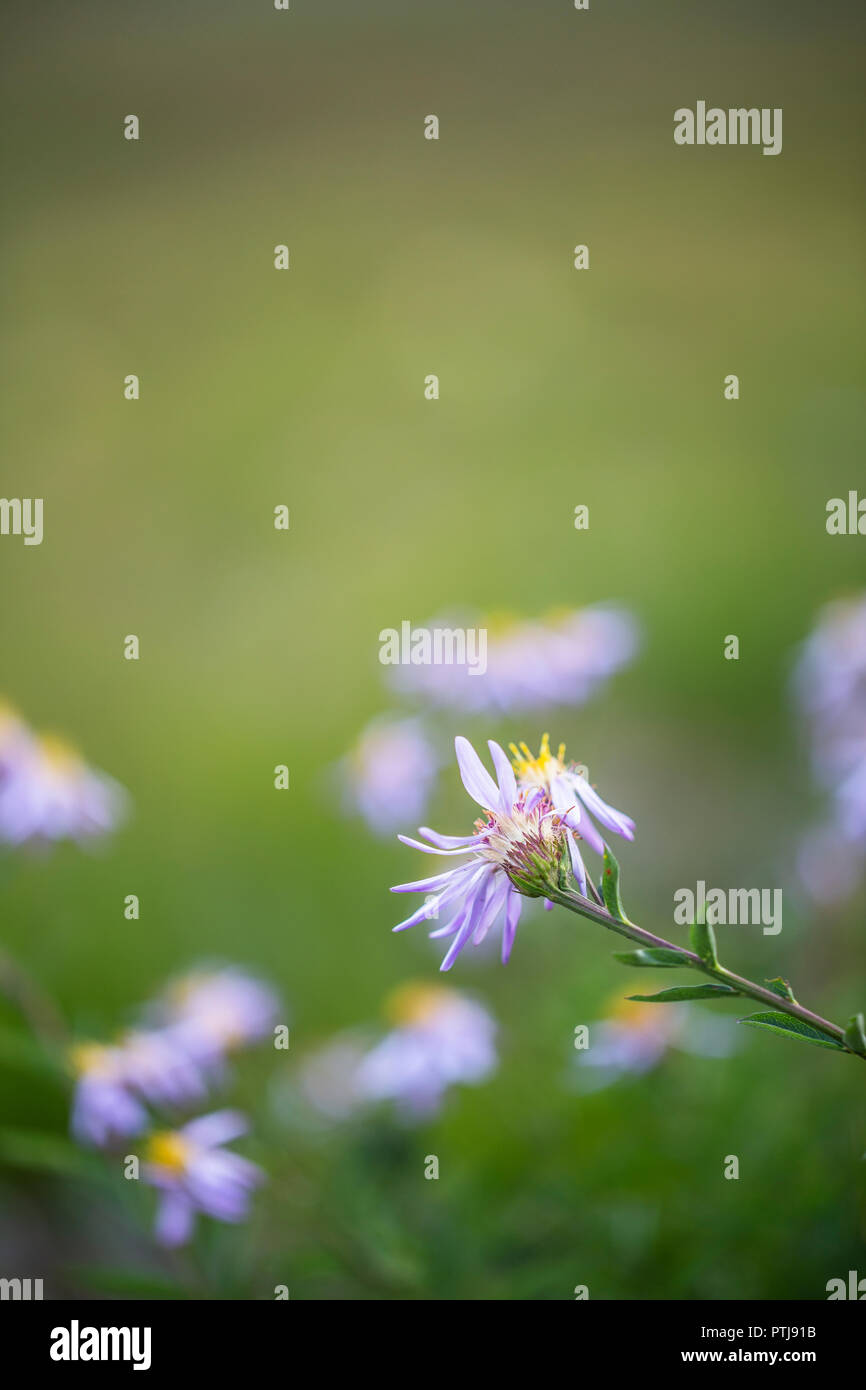 Ein Foto von einem schönen wilden Blume im Staat Washington Stockfoto